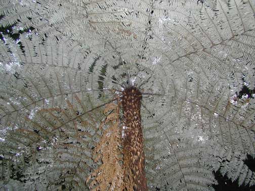 P6060015.FirstTreeFern.jpg