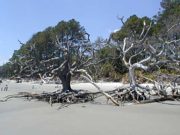 Beach trees 1