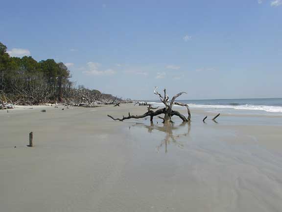 Beach Trees 2